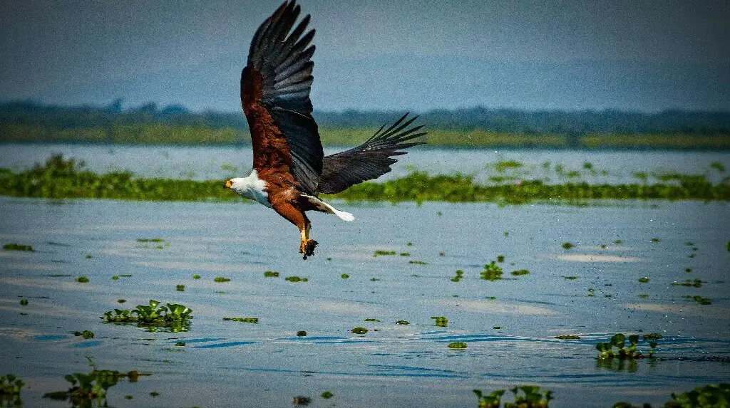 African Fish Eagle